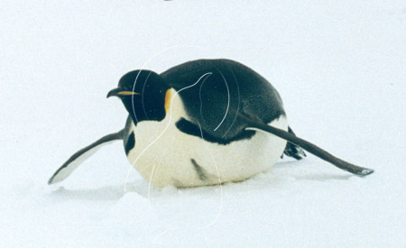 ANTEMP7075 - Emperor Penguin