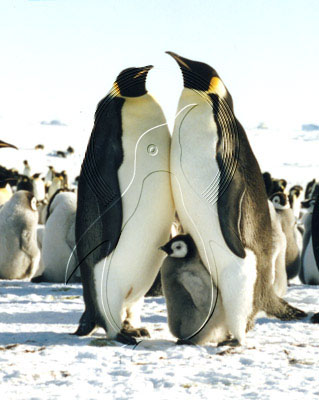 ANTEMP0022 - Emperor Penguin