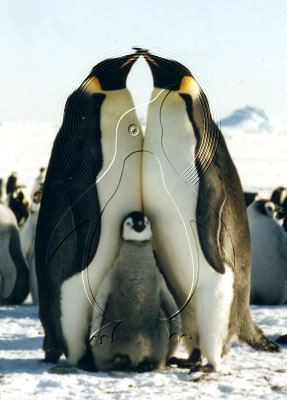 ANTEMP0020 - Emperor Penguin
