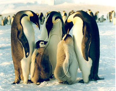 ANTEMP0008 - Emperor Penguin