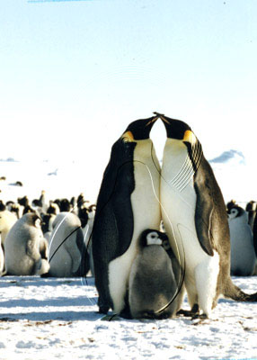 ANTEMP0006 - Emperor Penguin