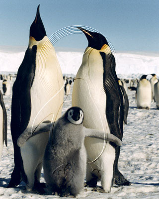 ANTEMP0004 - Emperor Penguin