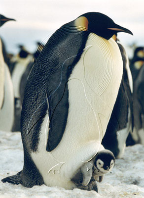ANTEMP0003 - Emperor Penguin