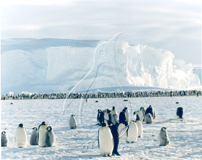 ANTEMP0002 - Emperor Penguin