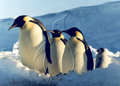 ANTEMP0001 - Emperor Penguin