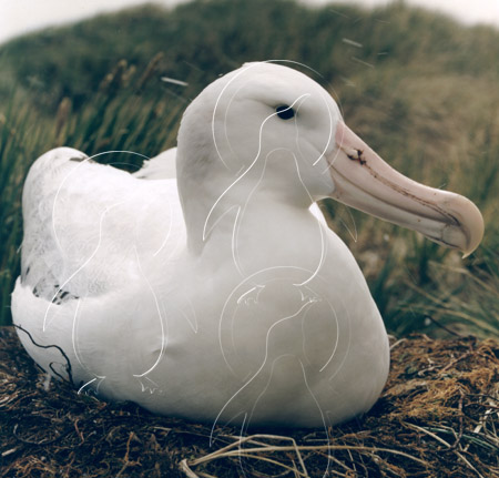 SGEALB0019 - Wandering Albatross
