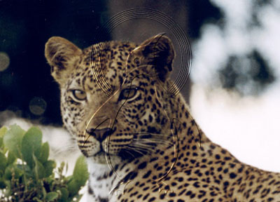 BOTLEO7009 - Leopard