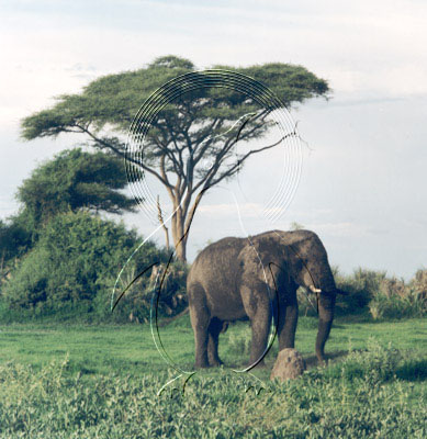 BOTELE0007 - Elephant