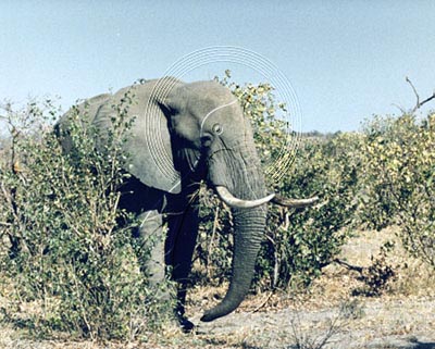 BOTELE0004 - Elephant
