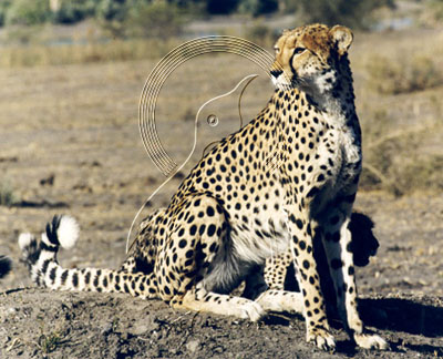 BOTCHE0001 - Cheetah