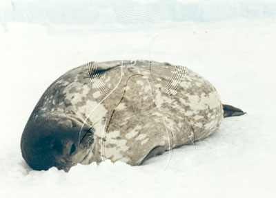 ANTSEA0001 - Crabeater Seal