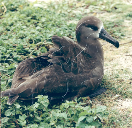 MIDALBB017 - Black-Footed Albatross