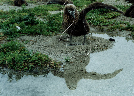 MIDALB0008 - Laysan Albatross