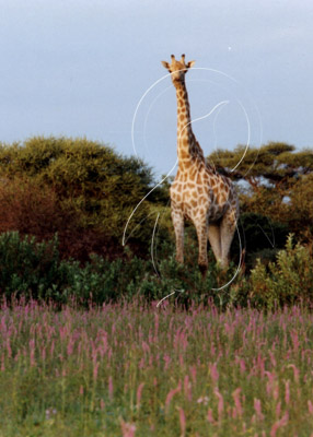 BOTGIR0008 - Giraffe