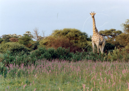 BOTGIR7008 - Giraffe