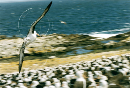 FALALB0015 - Black-Browed Albatross