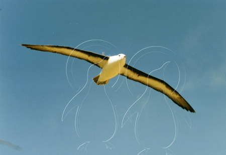FALALB0014 - Black-Browed Albatross