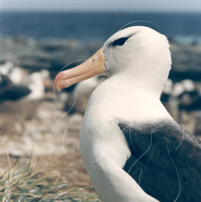 FALALB0027 - Black-Browed Albatross