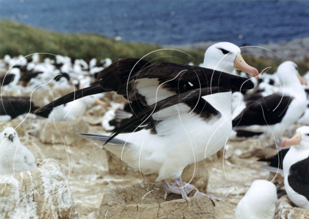FALALB0011 - Black-Browed Albatross