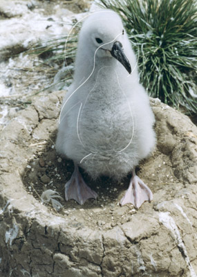 FALALB0009 - Black-Browed Albatross