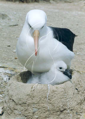 FALALB0007 - Black-Browed Albatross