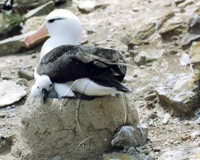 FALALB0005 - Black-Browed Albatross