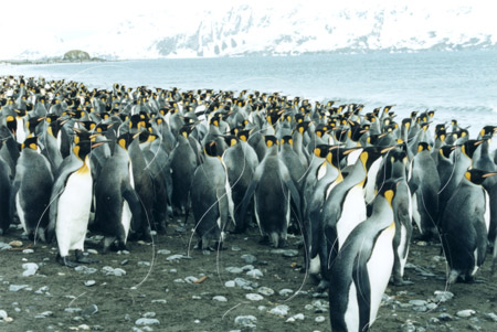 SGEKIN0042 - King Penguin