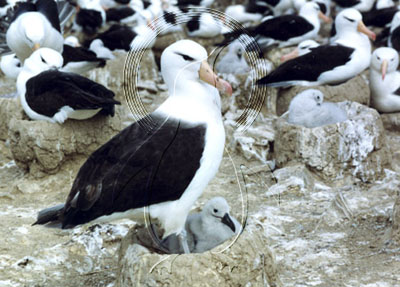 FALALB0004 - Black-Browed Albatross