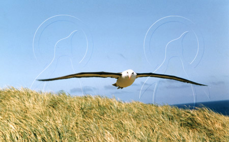 FALALB0001 - Black-Browed Albatross