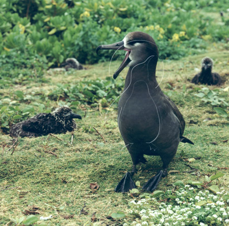 MIDALBB019 - Black-Footed Albatross