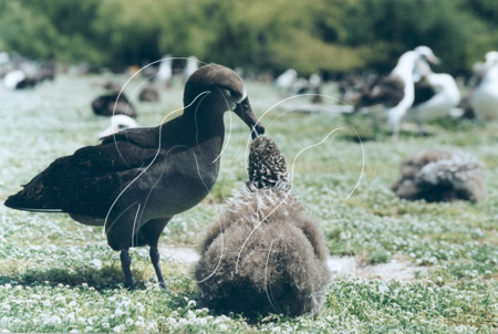 MIDALBB014 - Black-Footed Albatross