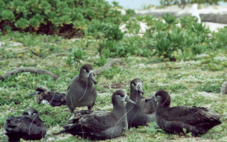 MIDALBB012 - Black-Footed Albatross