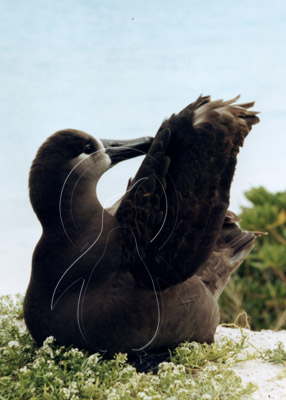 MIDALBB011 - Black-Footed Albatross