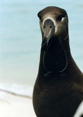 MIDALBB009 - Black-Footed Albatross