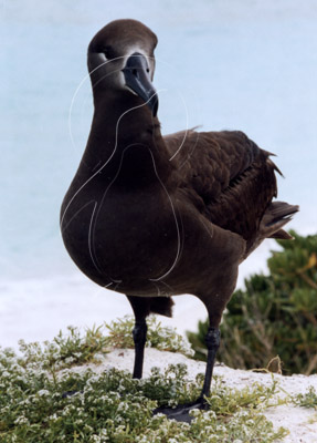 MIDALBB004 - Black-Footed Albatross