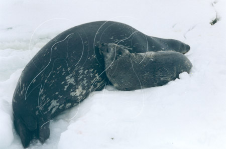 ANTSEA0003 - Weddell Seal