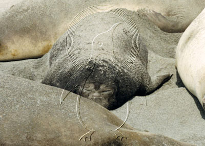 ANTSEA0002 - Weddell Seal