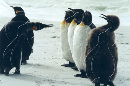 SGEKIN0035 - King Penguin