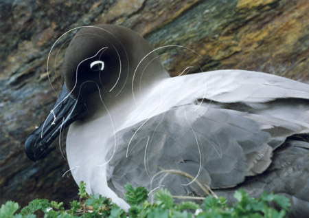 SGEALBS001 - Light Mantled Sooty Albatross