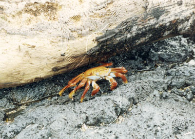 GALCRA0001 - Sally Lightfoot Crab