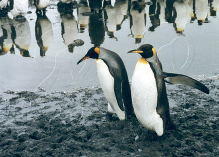 SGEKIN0015 - King Penguin