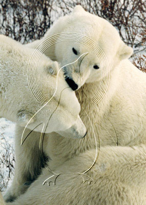 CANPOB0009 - Polar Bear