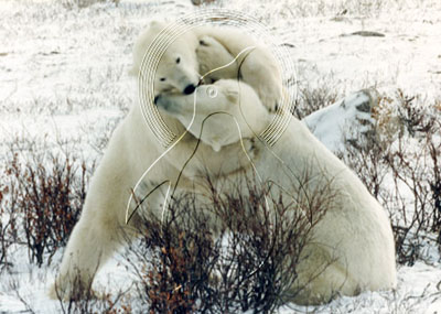 CANPOB0008 - Polar Bear