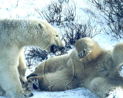 CANPOB0007 - Polar Bear