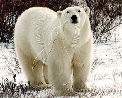 CANPOB0003 - Polar Bear