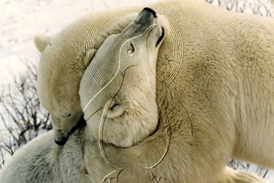 CANPOB0002 - Polar Bear