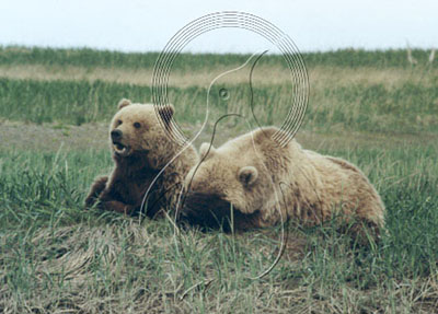 ALABEA0006 - Brown Bear