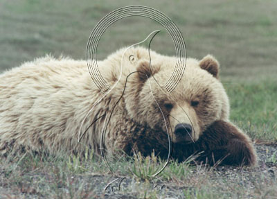 ALABEA0003 - Brown Bear
