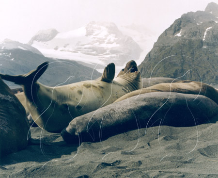 SGEELS0012 - Elephant Seal