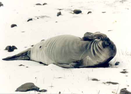 SGEELS0003 - Elephant Seal